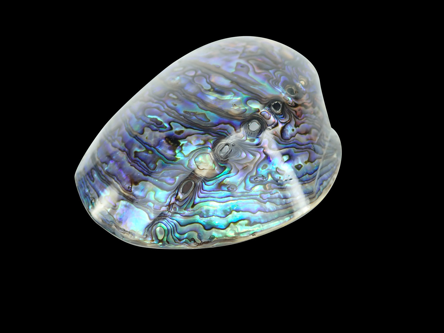 Lumea New Zealand Paua Abalone Shell - Premium Grade A, 120-150mm