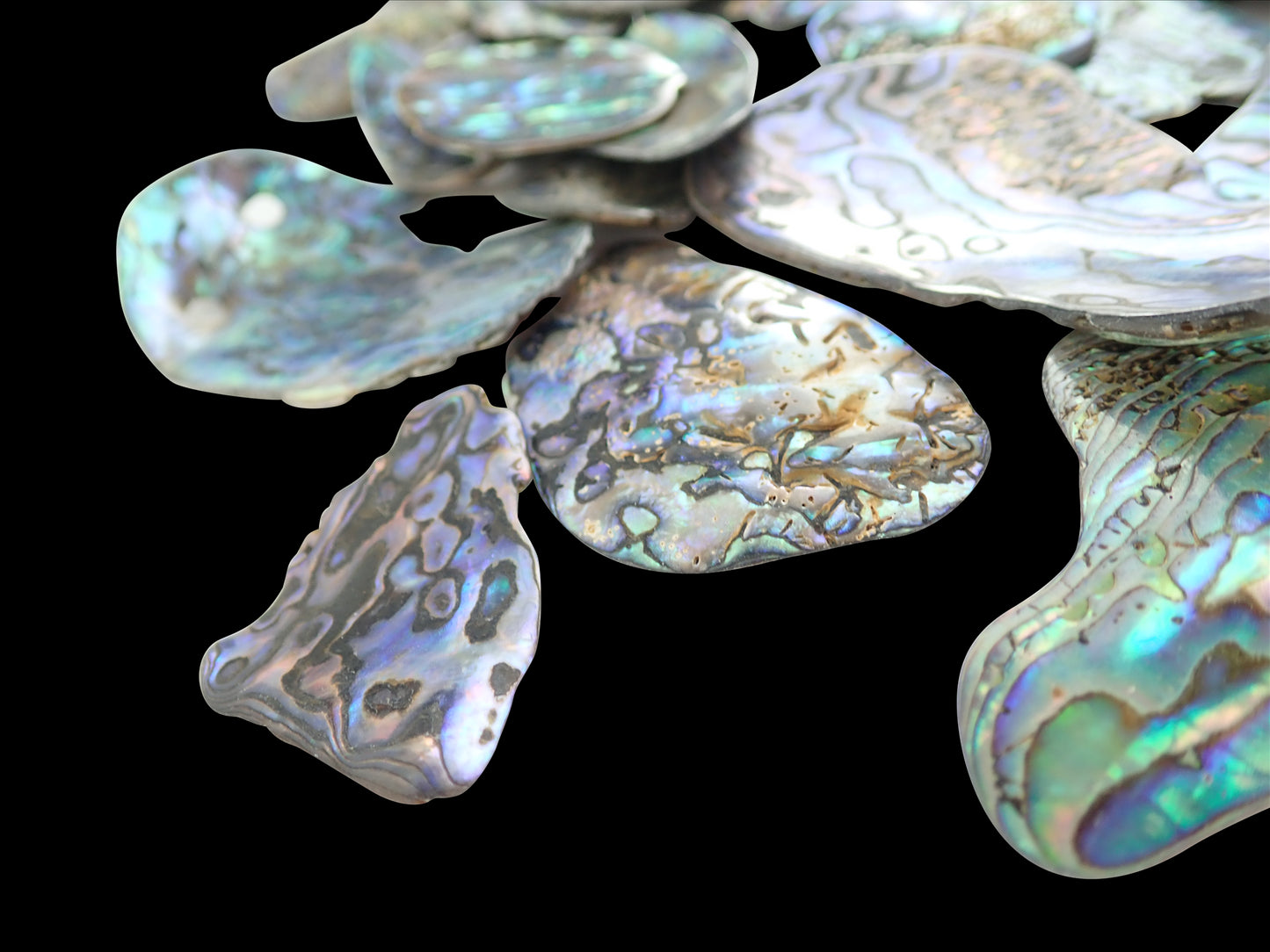 Lumea Paua Abalone Shell Pieces